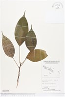 登錄號:BS05008藏品圖，第1張