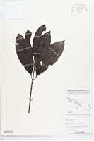 登錄號:BS05009藏品圖，第1張