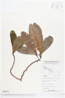 登錄號:BS05012藏品圖，第1張