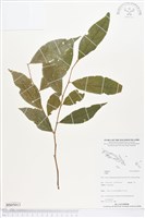 登錄號:BS05013藏品圖，第1張