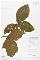 登錄號:BS05014藏品圖，第1張