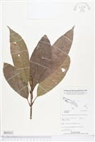 登錄號:BS05015藏品圖，第1張