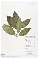 登錄號:BS05016藏品圖，第1張