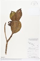 登錄號:BS05017藏品圖，第1張
