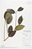 登錄號:BS05018藏品圖，第1張