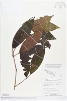 登錄號:BS05019藏品圖，第1張
