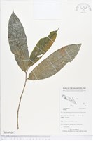 登錄號:BS05020藏品圖，第1張