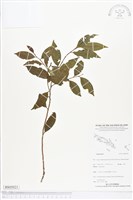 登錄號:BS05021藏品圖，第1張