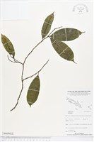 登錄號:BS05022藏品圖，第1張