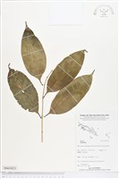 登錄號:BS05023藏品圖，第1張