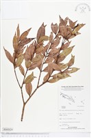 登錄號:BS05024藏品圖，第1張