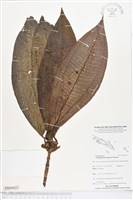 登錄號:BS05025藏品圖，第1張