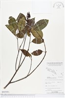 登錄號:BS05026藏品圖，第1張