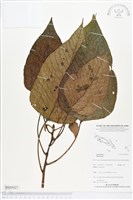 登錄號:BS05027藏品圖，第1張