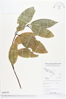 登錄號:BS05028藏品圖，第1張