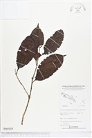 登錄號:BS05029藏品圖，第1張