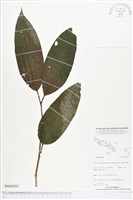 登錄號:BS05030藏品圖，第1張