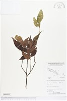館號:BS05031藏品圖，第1張