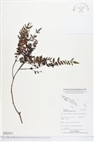 登錄號:BS05033藏品圖，第1張