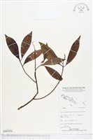 登錄號:BS05036藏品圖，第1張