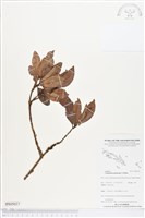 登錄號:BS05037藏品圖，第1張