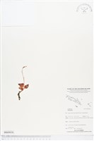 登錄號:BS05038藏品圖，第1張