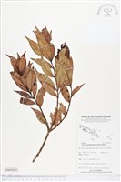 登錄號:BS05039藏品圖，第1張