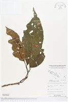 登錄號:BS05041藏品圖，第1張