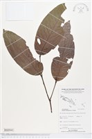 登錄號:BS05043藏品圖，第1張