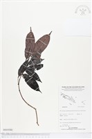 登錄號:BS05044藏品圖，第1張