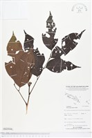 印度紫檀、青龍木藏品圖，第1張