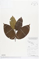 登錄號:BS05049藏品圖，第1張