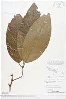 登錄號:BS05050藏品圖，第1張