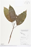 登錄號:BS05051藏品圖，第1張