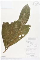 登錄號:BS05052藏品圖，第1張