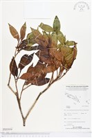 登錄號:BS05054藏品圖，第1張