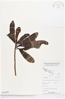 登錄號:BS05055藏品圖，第1張