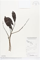 登錄號:BS05056藏品圖，第1張