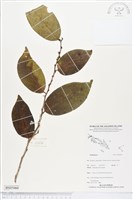 登錄號:BS05060藏品圖，第1張