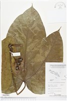 登錄號:BS05061藏品圖，第1張