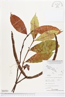 登錄號:BS05062藏品圖，第1張
