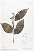 登錄號:BS05063藏品圖，第1張