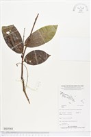 登錄號:BS05064藏品圖，第1張