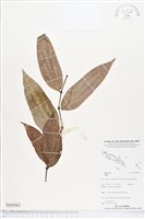 登錄號:BS05065藏品圖，第1張