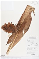 紅花月桃藏品圖，第1張