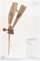 登錄號:BS05067藏品圖，第1張