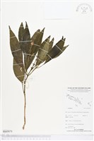 登錄號:BS05070藏品圖，第1張