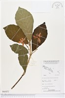 登錄號:BS05072藏品圖，第1張