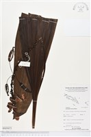 紫苞舌蘭、紫蘭藏品圖，第1張