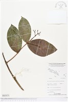 登錄號:BS05074藏品圖，第1張